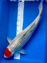 Koi Kanno Tancho Goshiki Female 64cm