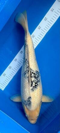 Koi Sakazume Ginrin Shiro utsuri Female 53cm