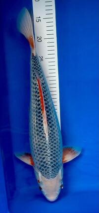 Koi Ikarashi ozumi Asagi 52cm