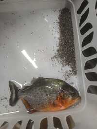 Piranha