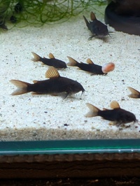 Corydoras Schultzei black