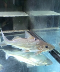 Catfish