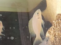 Neolamprologus Brichardi