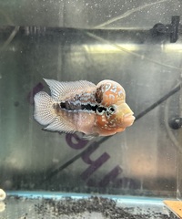 4 inch High Grade Flowerhorn male