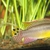 F1 Pelvicachromis Taeniatus  Moliwe 