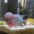 Red flowerhorn 