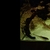 Breeding group of crying whiptails