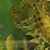 Fossochromis Rostratus breeding group