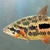 4-5” Strawberry Leporinus x 3, £45