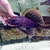 Wild - 25cm L095 orange cheek pleco for sale - very rare