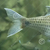 CHOLA/Indian Swamp Barb - Wanted/Seeking