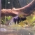 6 Spotted Skiffa rare livebearer  2 male, 4 female  Collection from Nottingham