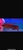 Premium Violet Fusion Super Red Arowana sensible offers