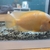 Young Midas cichlid 1 year old 6-7" growing quickly