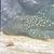 7” male flowerhorn, 4” male blackbelt and plecs