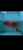 Now Landed / Now Sold Exclusive Show Quality Rare Super Red Fish 17 Planet Arowa
