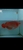 Now Landed / Now Sold Exclusive Show Quality Rare Super Red Fish 17 Planet Arowa