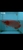 Now Landed / Now Sold Exclusive Show Quality Rare Super Red Fish 17 Planet Arowa