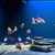 Group of 20 Fancy Goldfish