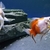 Group of 20 Fancy Goldfish