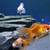 Group of 20 Fancy Goldfish