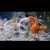 Group of 20 Fancy Goldfish