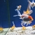 Group of 20 Fancy Goldfish
