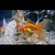 Group of 20 Fancy Goldfish