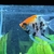 Angel fish