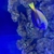 Clown Trigger and Regal Tang for sale