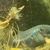 F1 Betta ideii Wild type betta