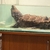 Alligator snapping turtle