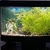 Juwel Vision 180 92cm wide, Bow fronted complete freshwater setup. £300
