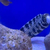 Snow flake Moray Eel