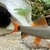 Free Rainbow Shark
