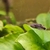 Aquarium Bristlenose Catfish Plecos & Red Cherry Shrimp from £1.00