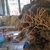 Rhodactis Indosinensis for sale
