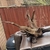 Large Bogwood Pieces x 3
