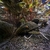 L190 pleco
