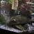 L190 pleco