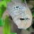 Stunning Blue Acara Cichlids - West London