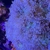 Corals mixed Euyphillia and Duncans