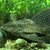 Plecos needing rehoming