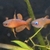 Red Neon Blue eye Rainbow Pseudomugil luminatus