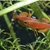 Red Neon Blue eye Rainbow Pseudomugil luminatus