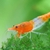 Orange rilli shrimp  Neocaridina 