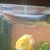 Silver Arowana for sale