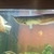Silver Arowana for sale