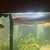 Silver Arowana for sale