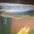 Silver Arowana for sale